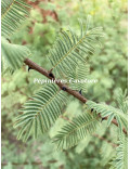 Acacia hereroensis