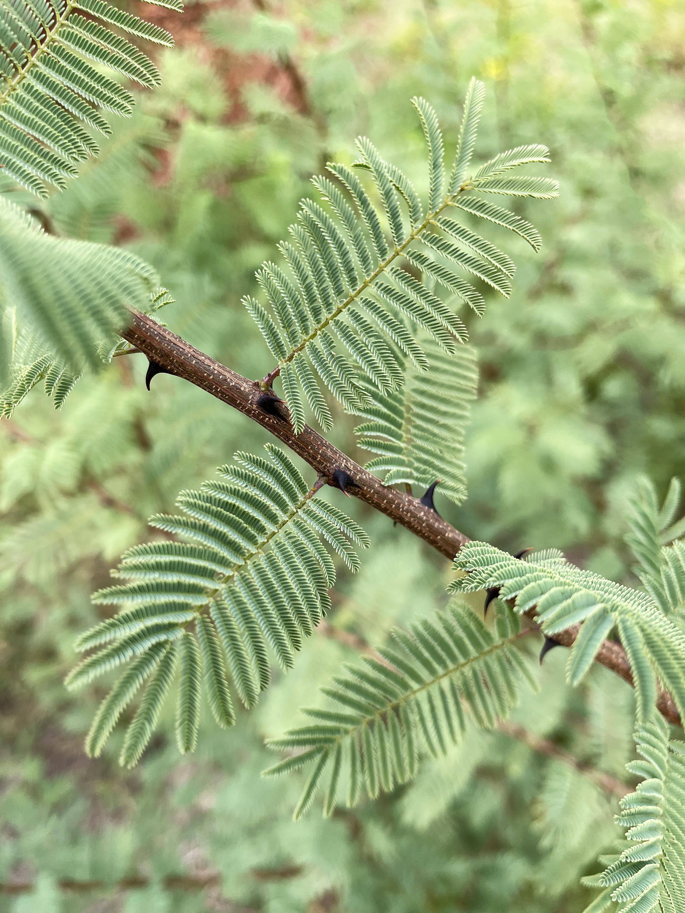 Acacia hereroensis