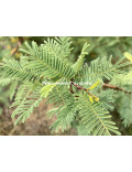 Acacia hereroensis