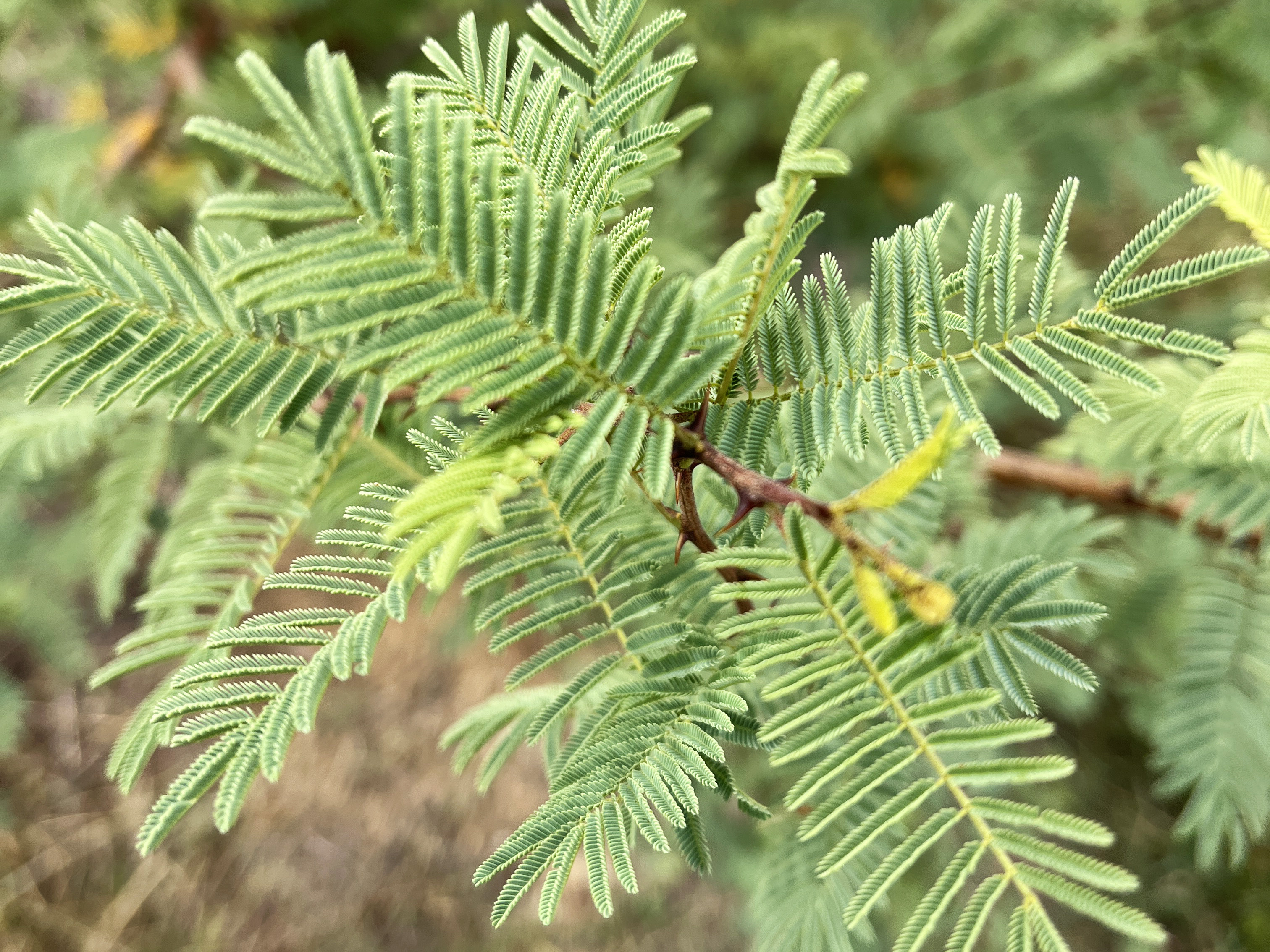 Acacia hereroensis