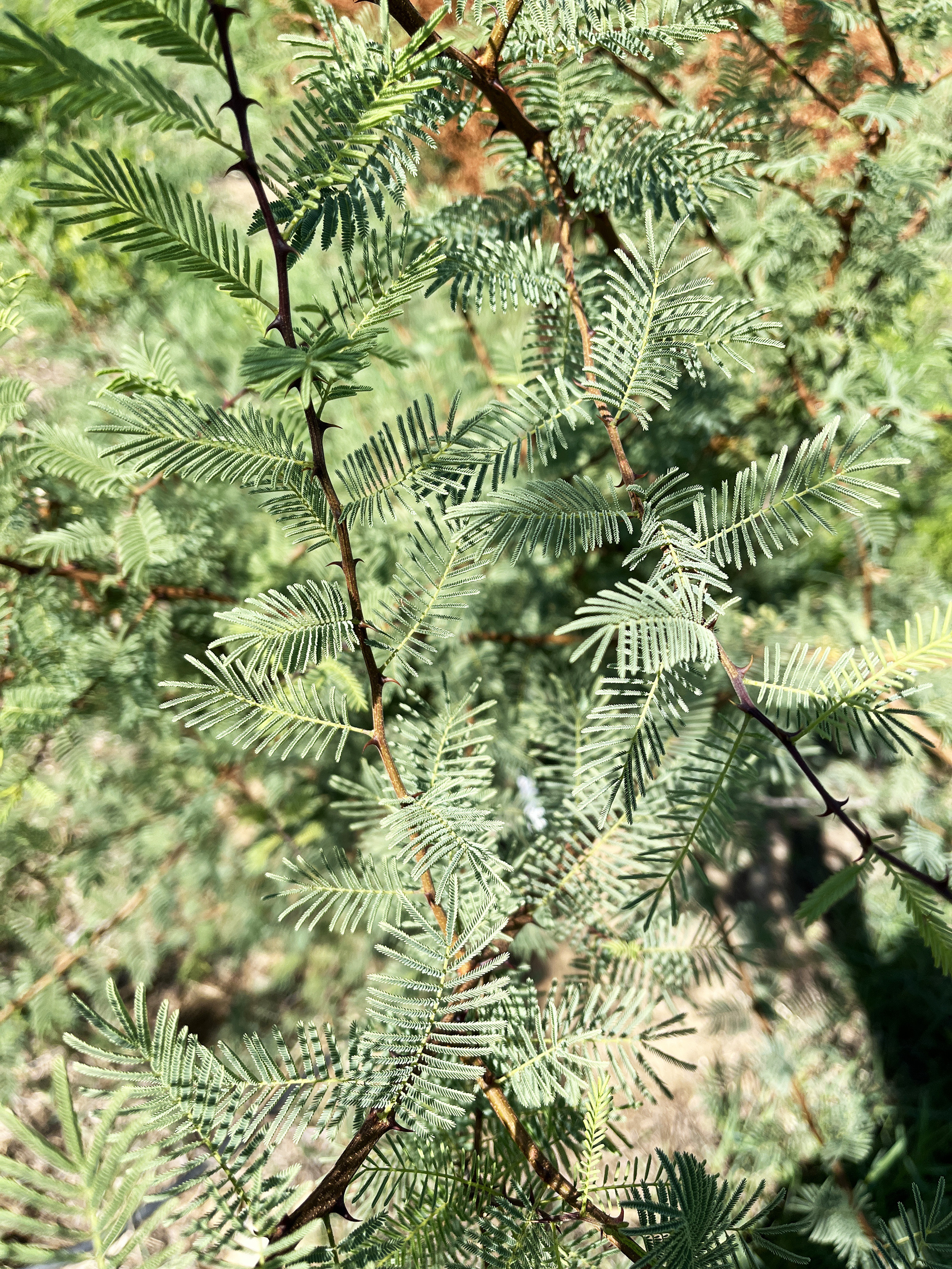 Acacia hereroensis