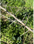 Acacia davyi