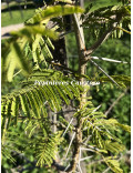 Acacia davyi
