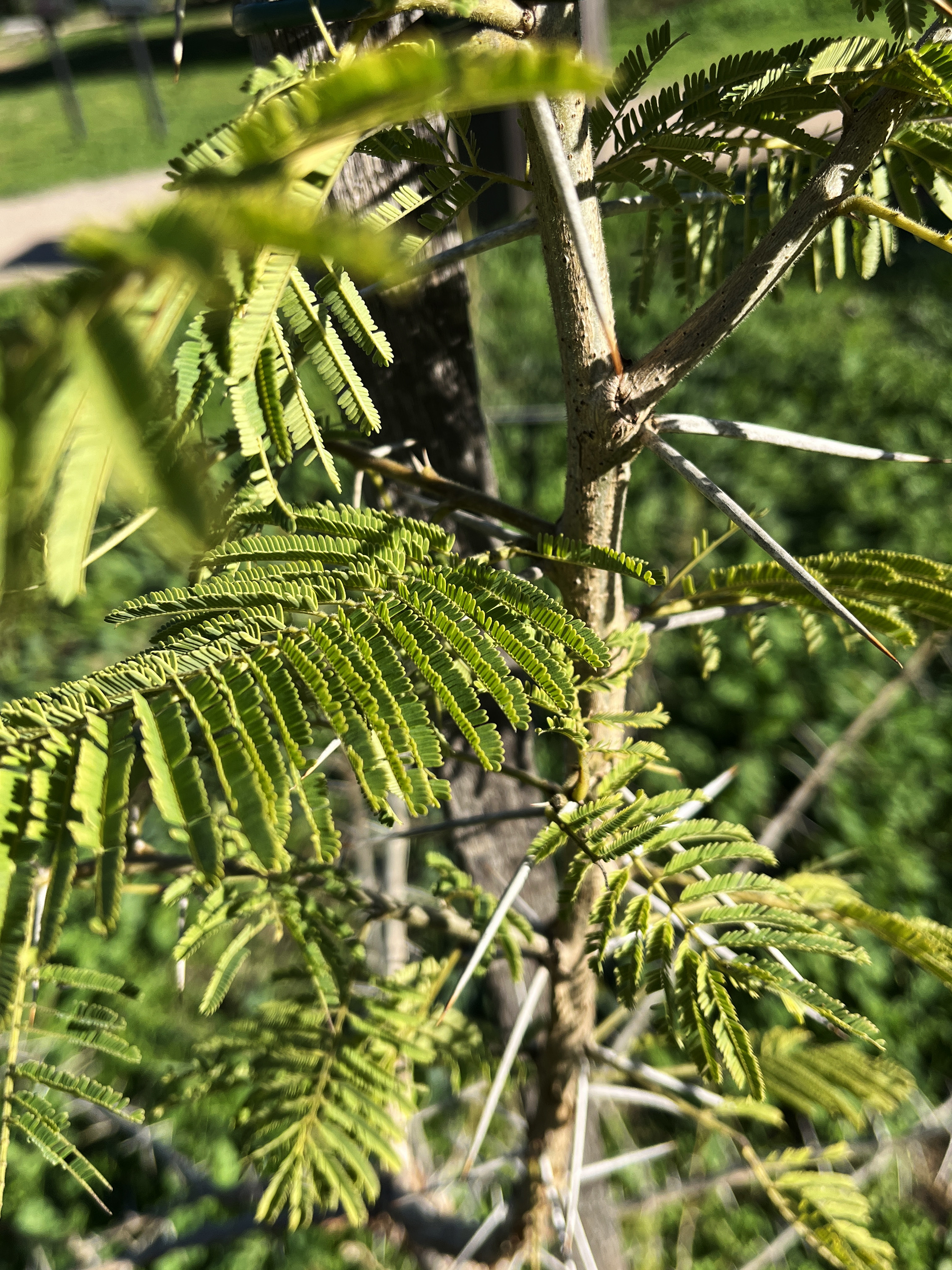 Acacia davyi