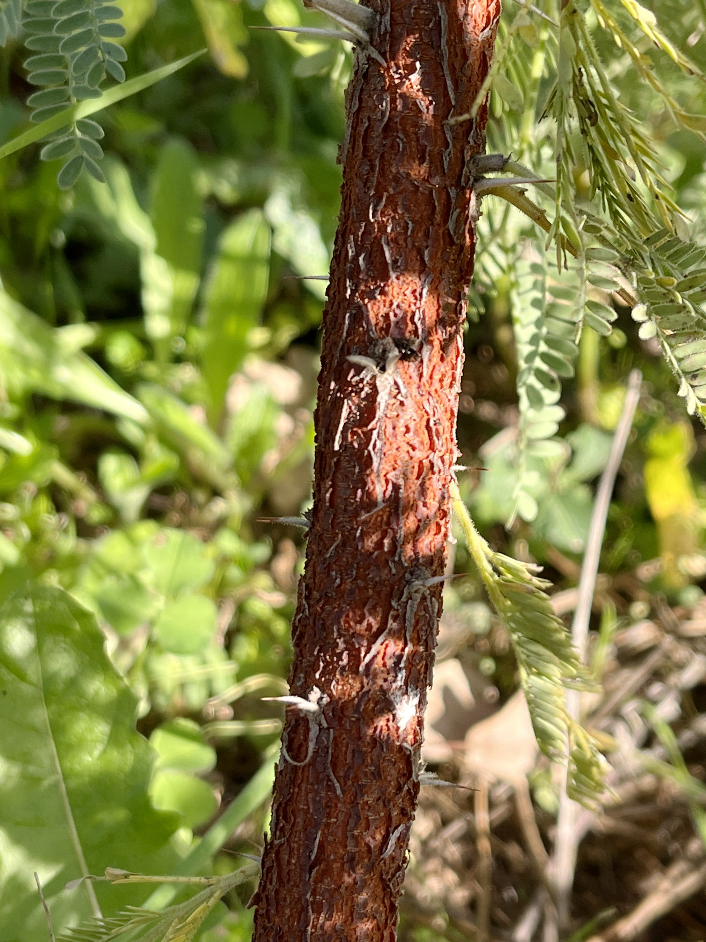 Acacia exuvialis