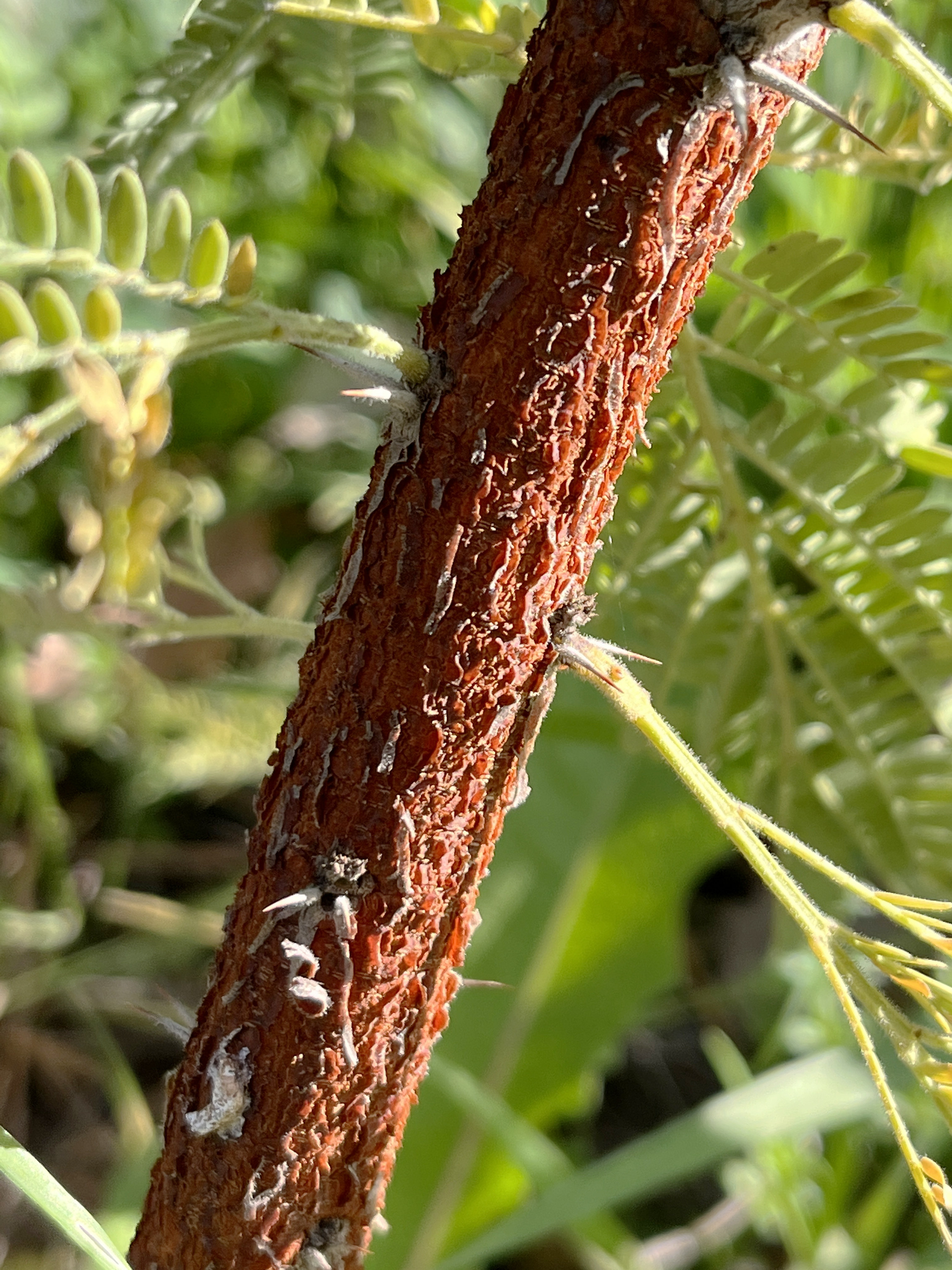 Acacia exuvialis