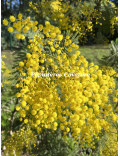 Acacia dealbata 'Mirandole'