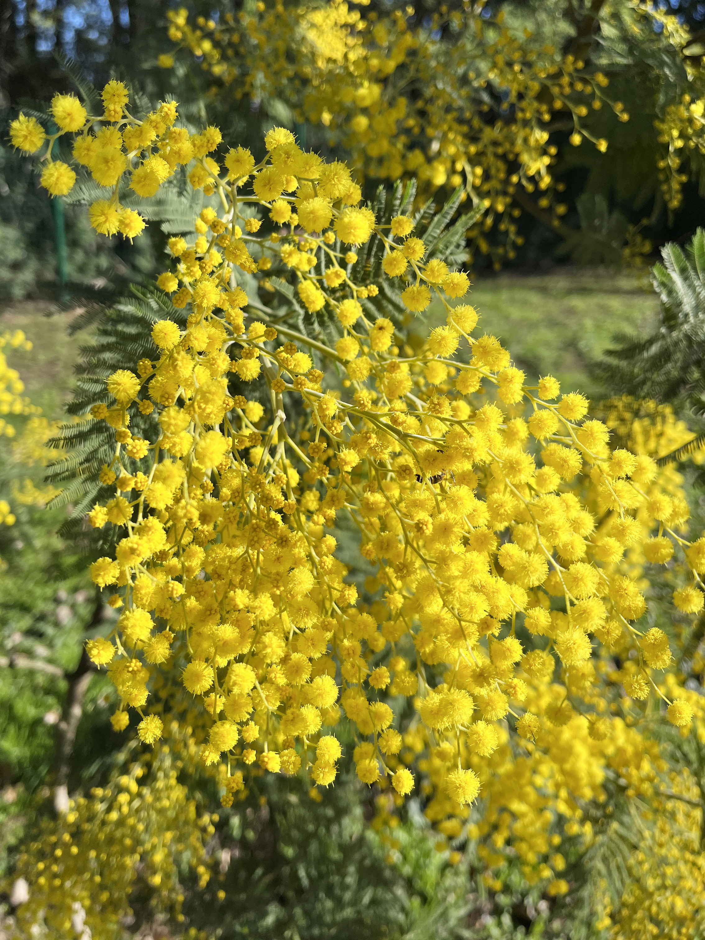 Acacia dealbata 'Mirandole'