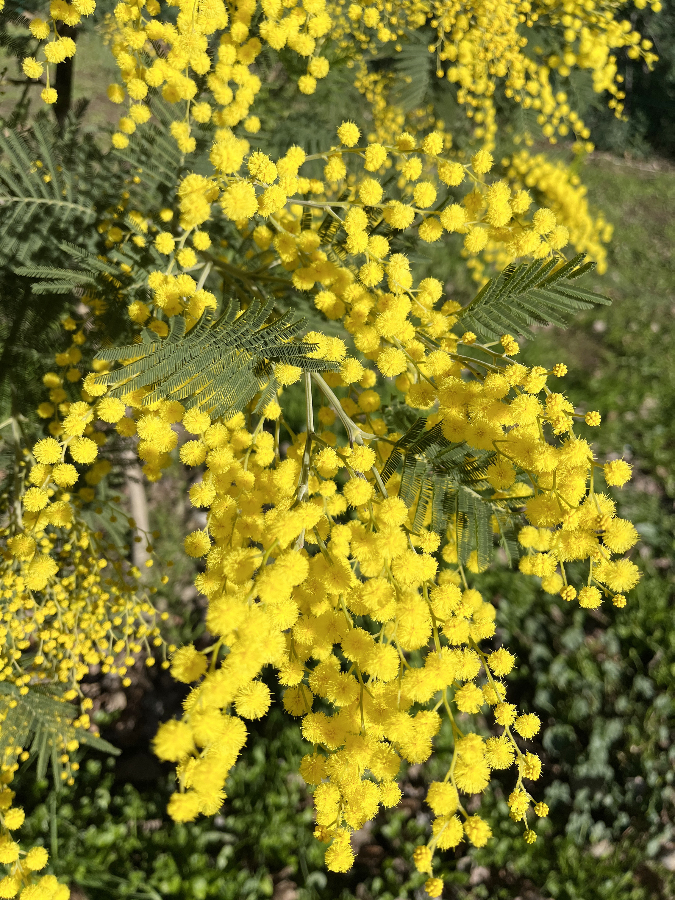 Acacia dealbata 'Mirandole'