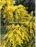 Acacia dealbata 'Mirandole'