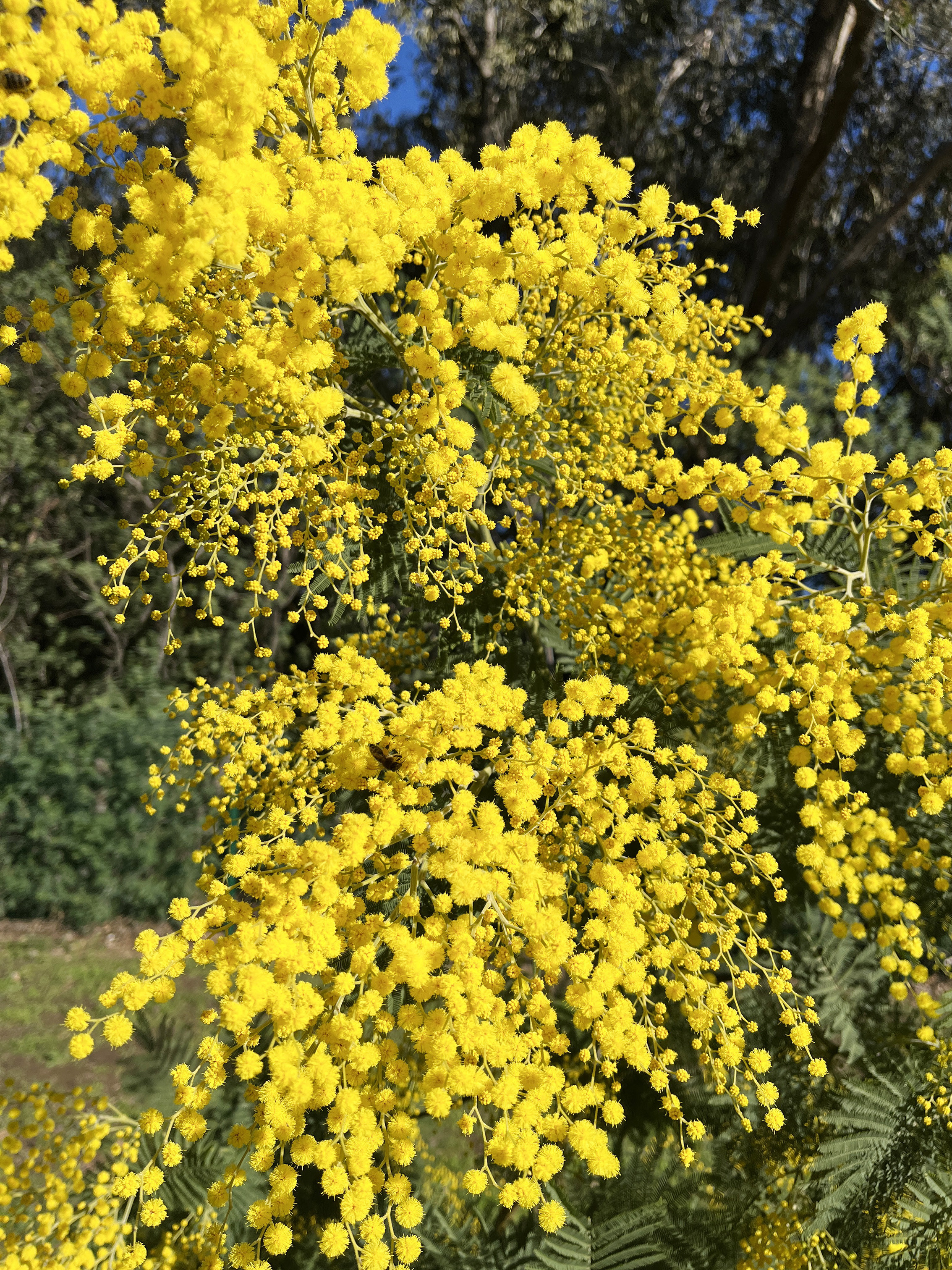 Acacia dealbata 'Mirandole'