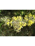 Acacia aspera