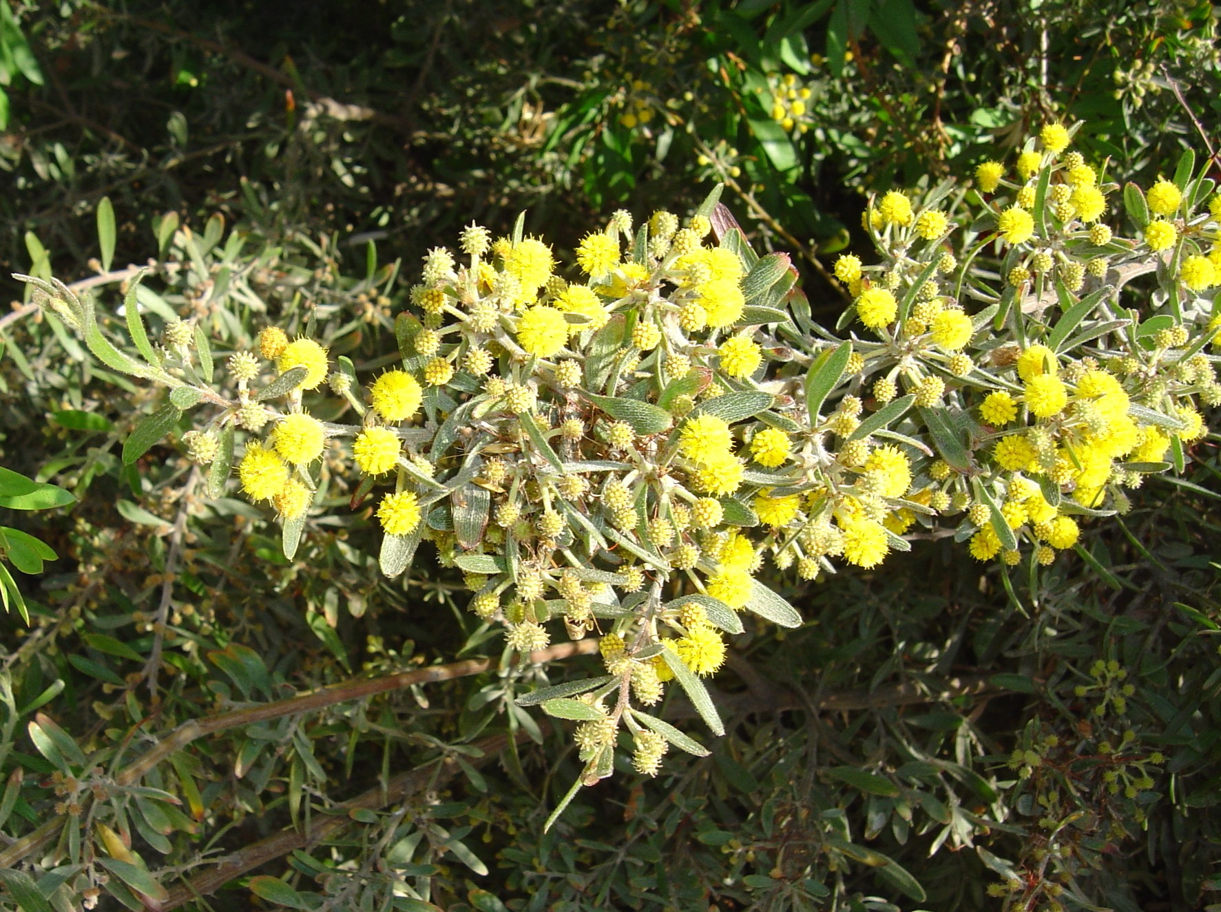 Acacia aspera