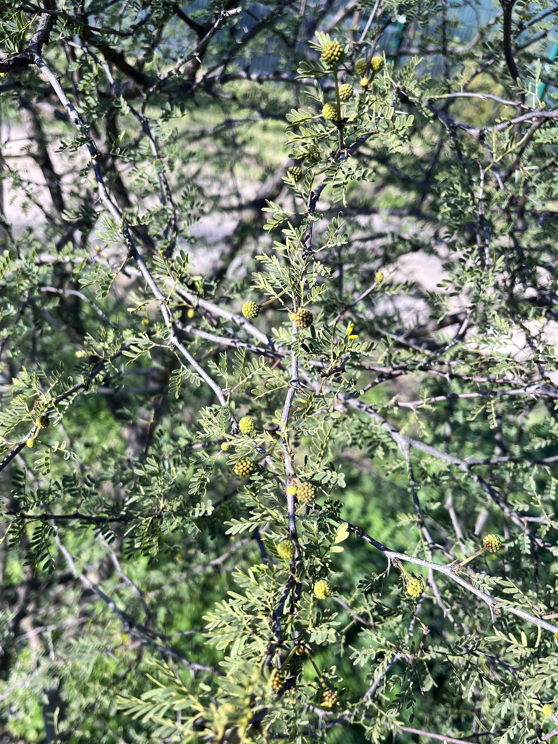 Acacia farnesiana