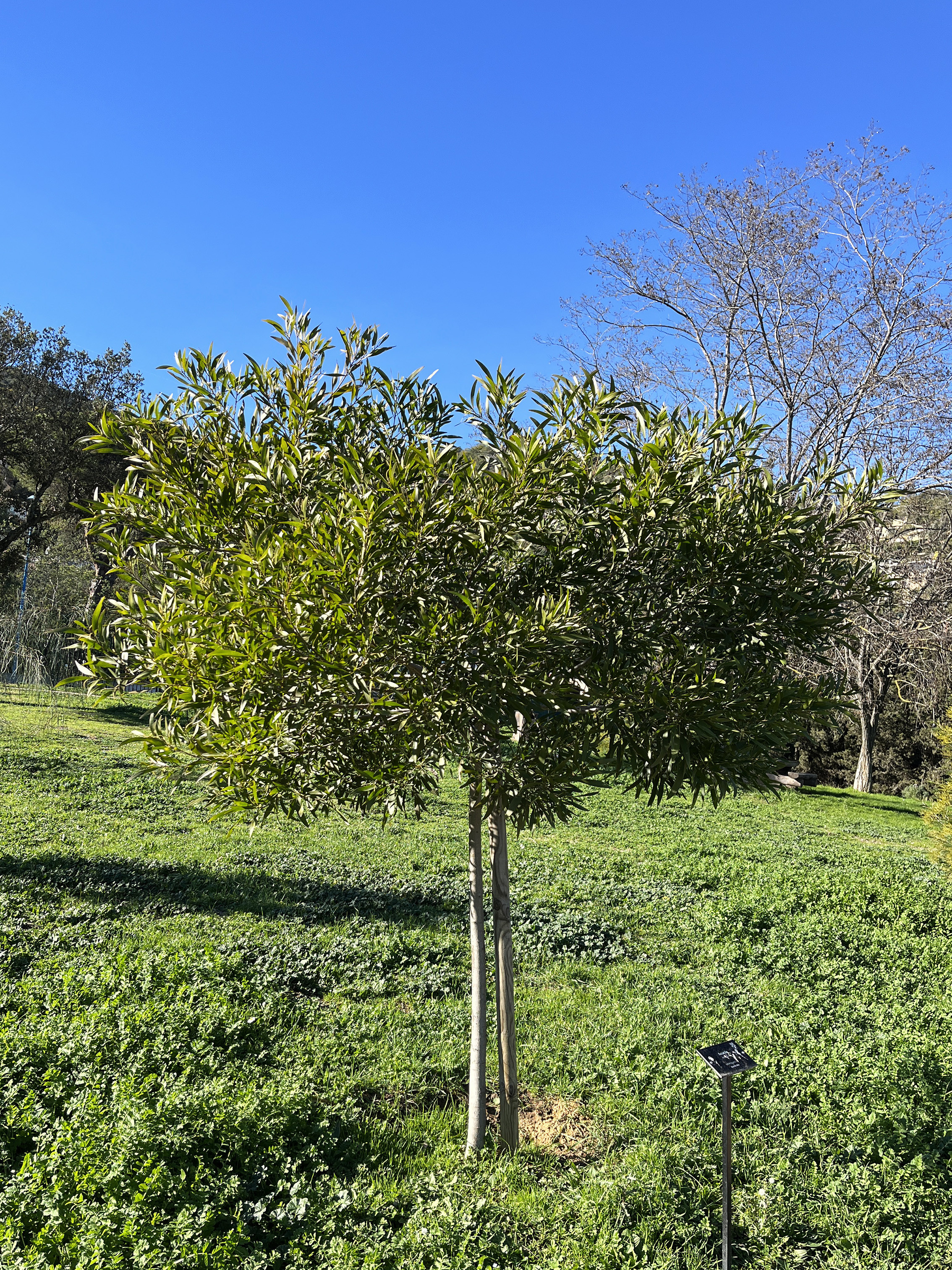 Acacia maidenii