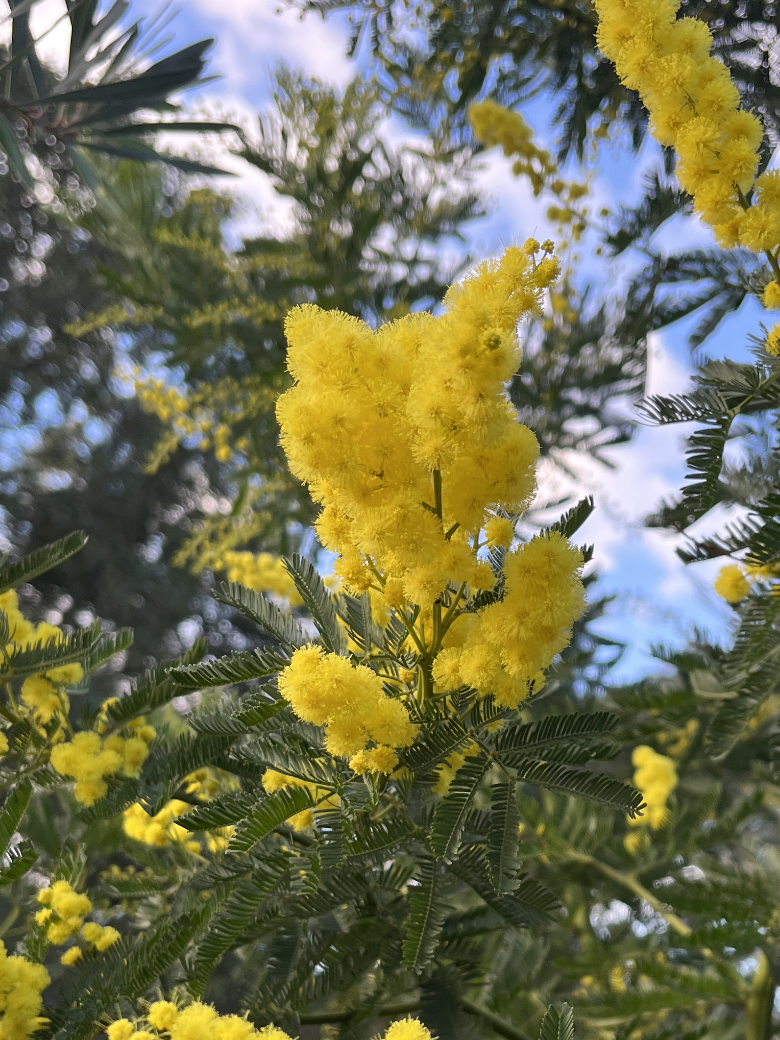 Acacia dealbata 'Mireille'