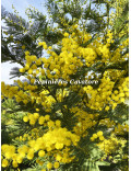 Acacia dealbata 'Mirandole'