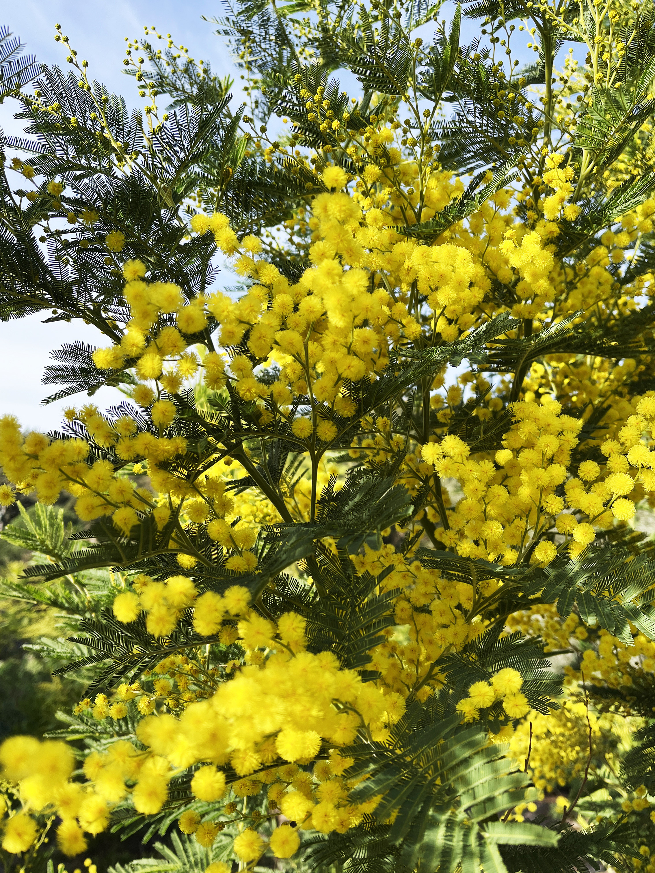 Acacia dealbata 'Mirandole'