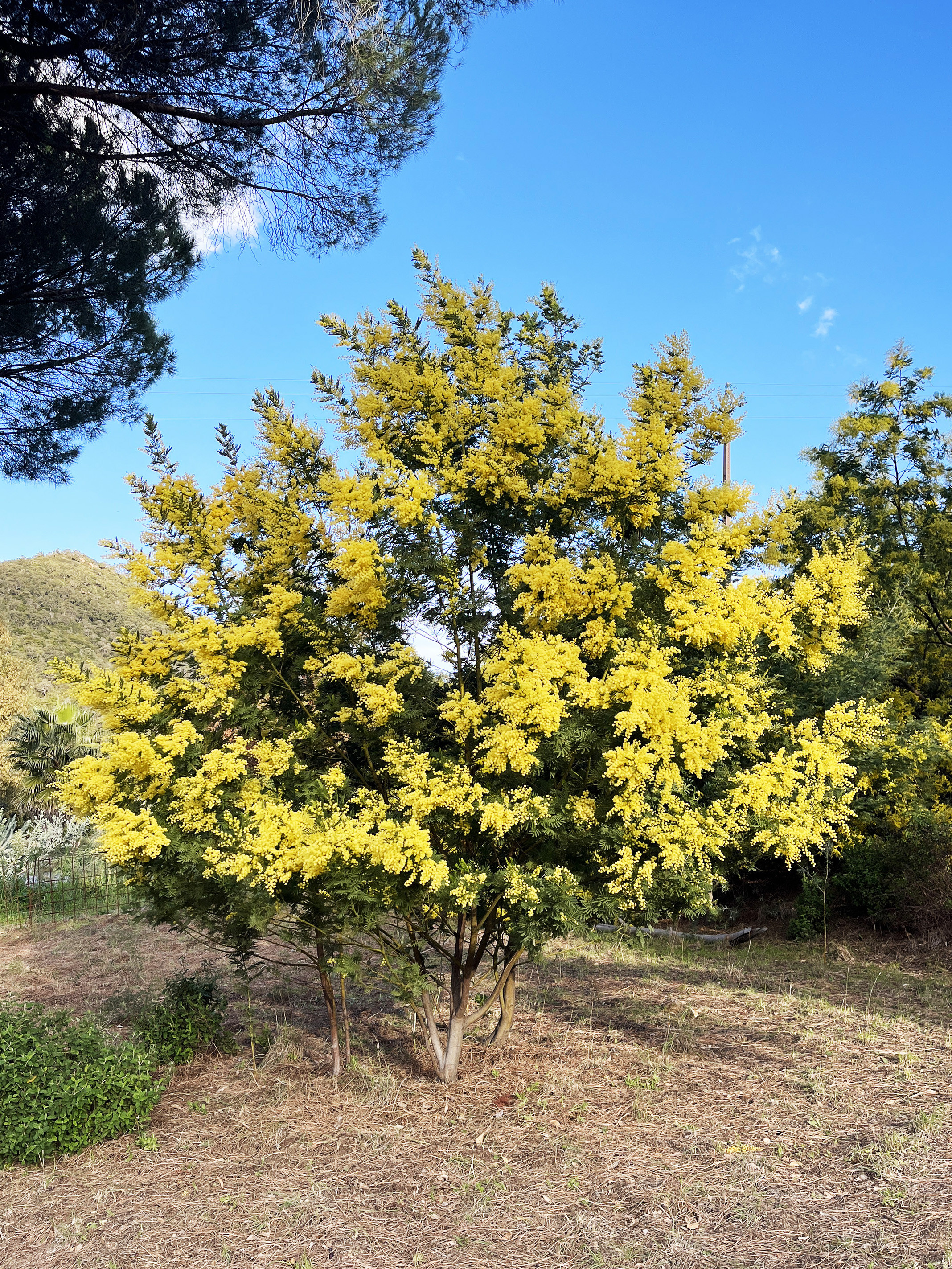 Acacia dealbata 'Mirandole X'