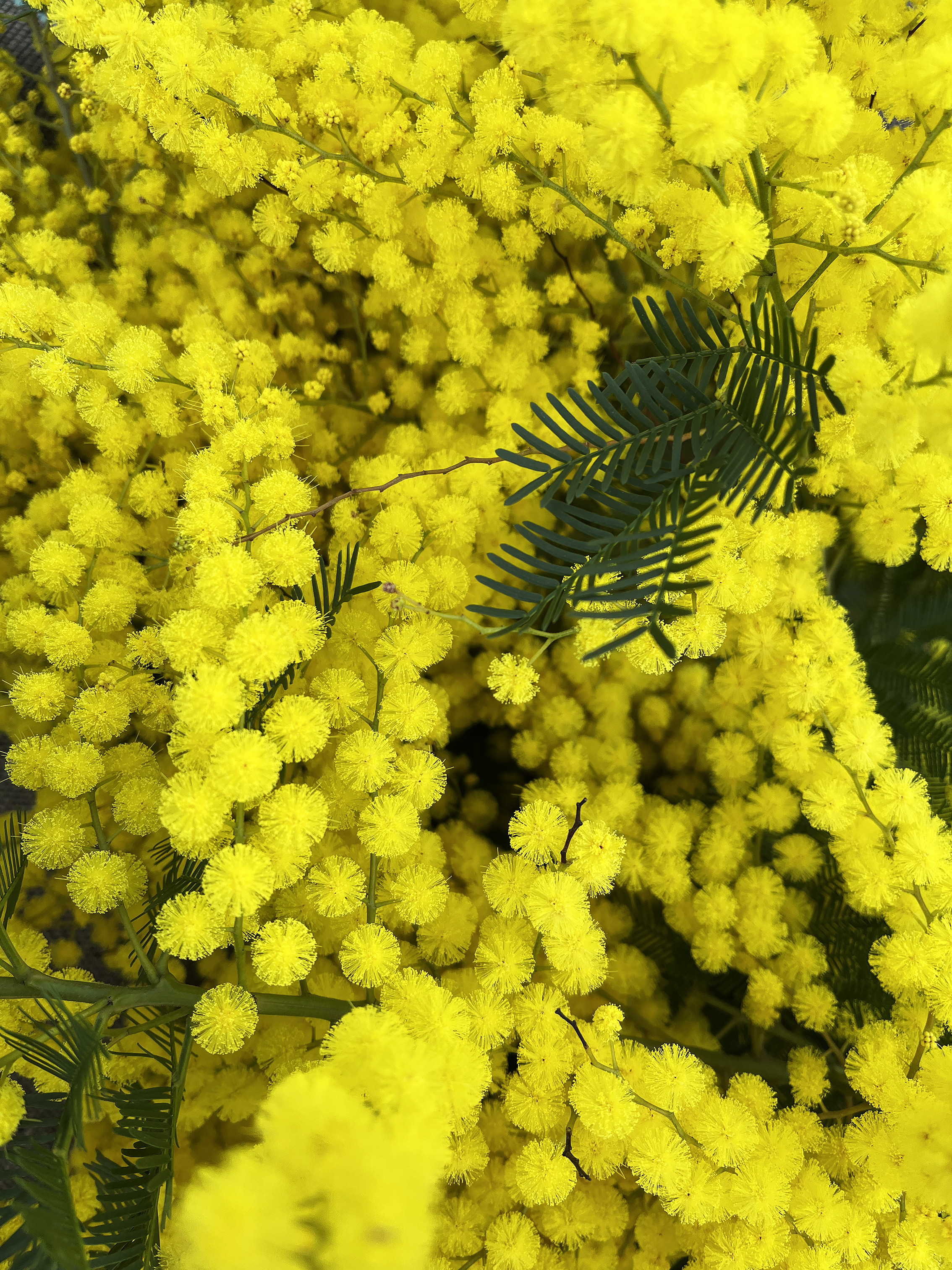 Acacia decurrens 'Bon Accueil'