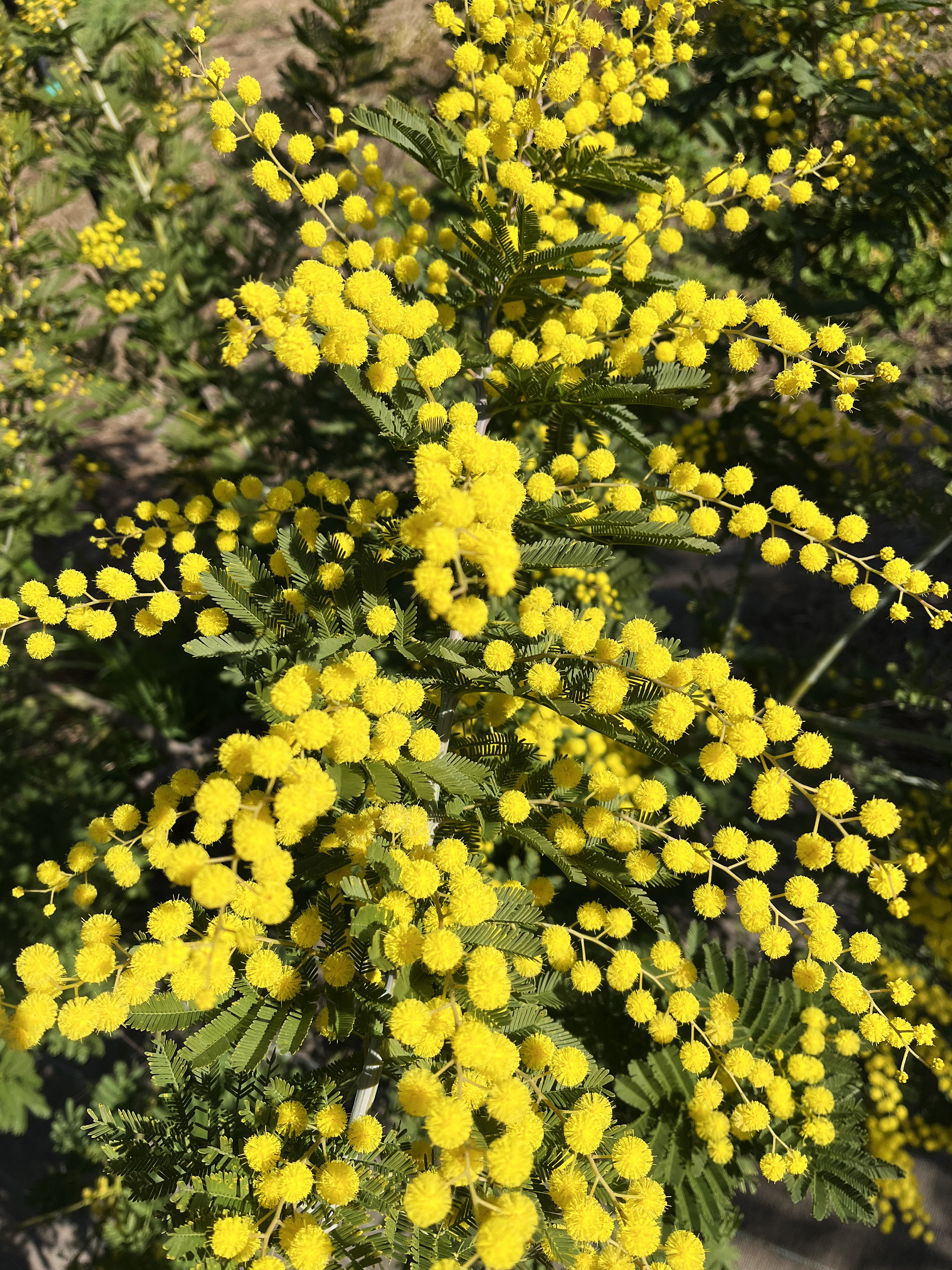 Acacia decurrens 'Tournaire'