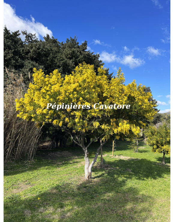 Acacia decurrens 'Tournaire'