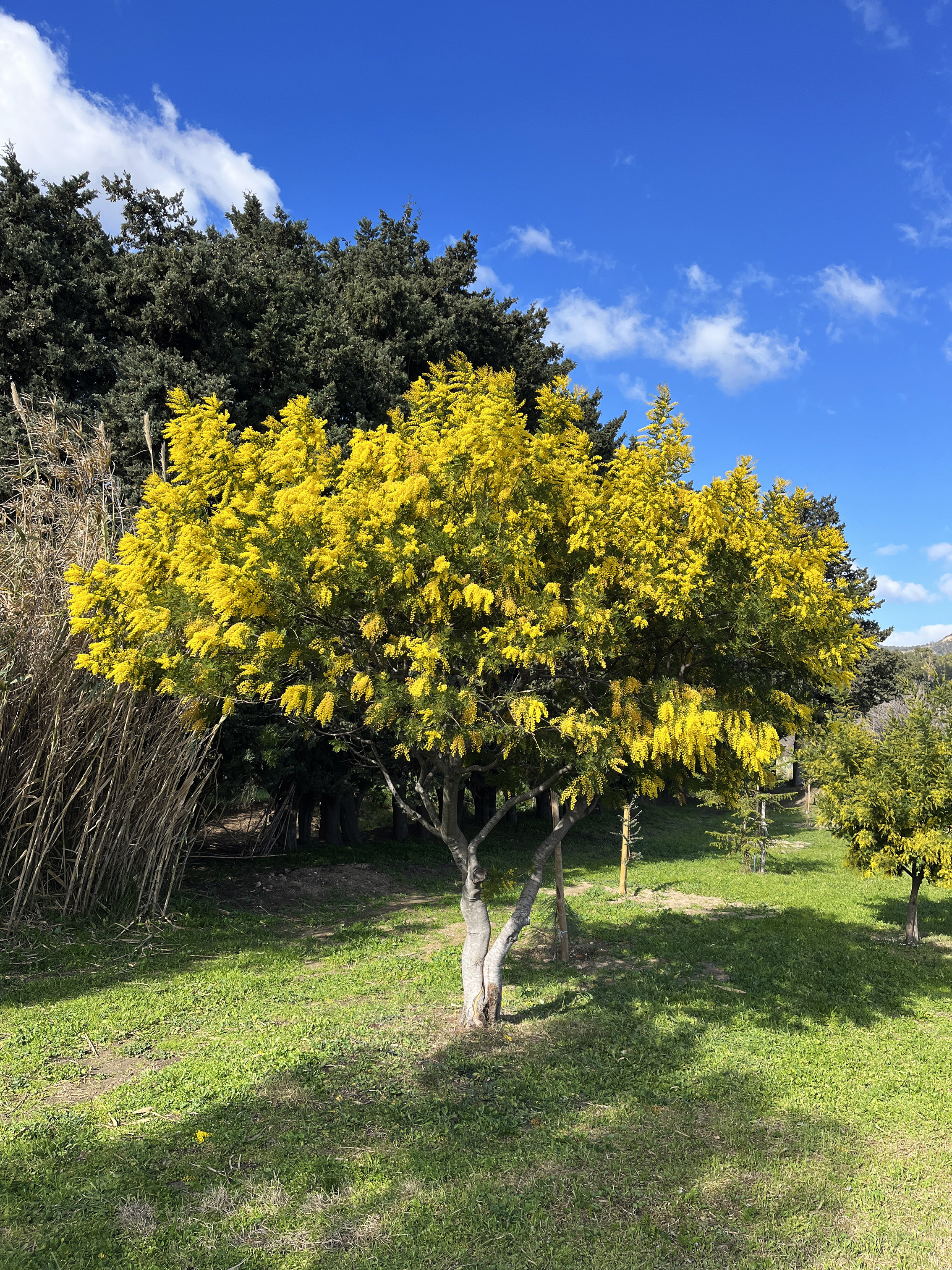 Acacia decurrens 'Tournaire'