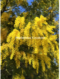 Acacia decurrens 'Tournaire'