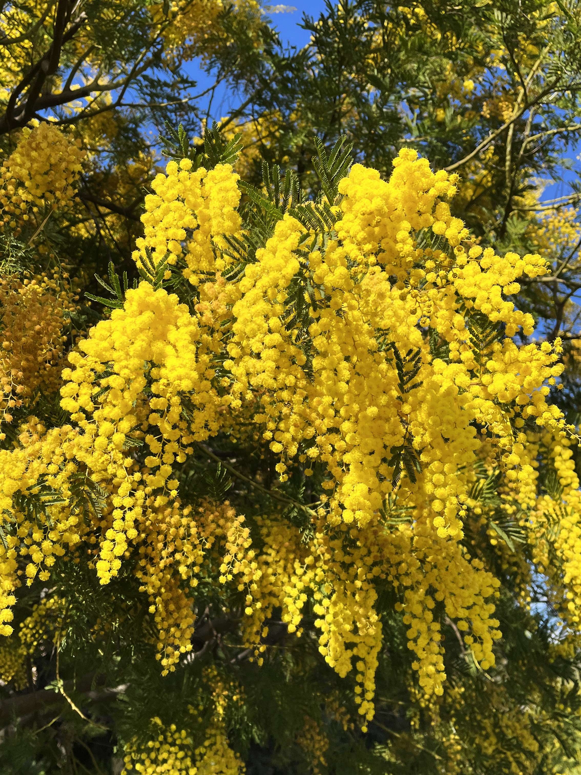 Acacia decurrens 'Tournaire'