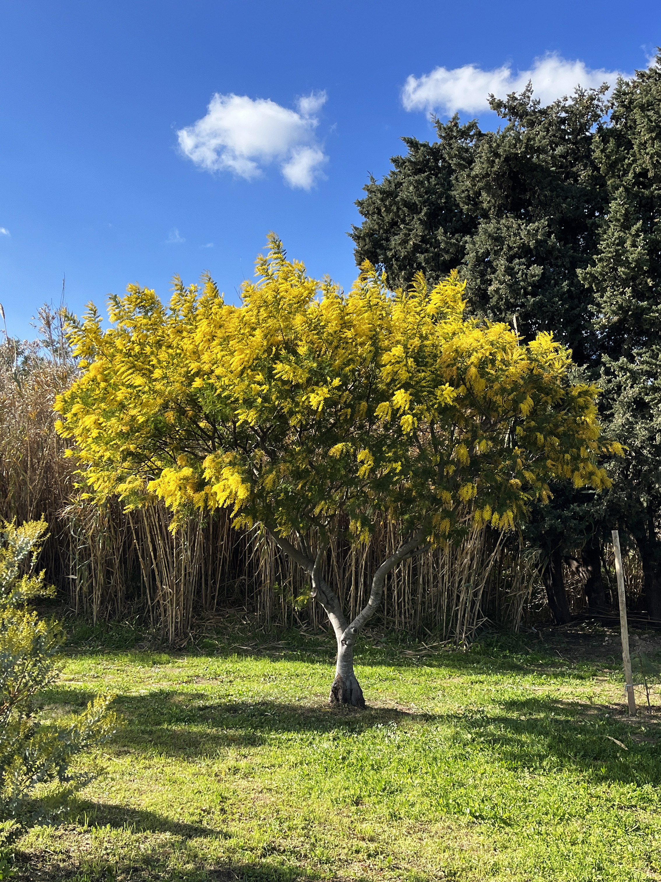 Acacia decurrens 'Tournaire'