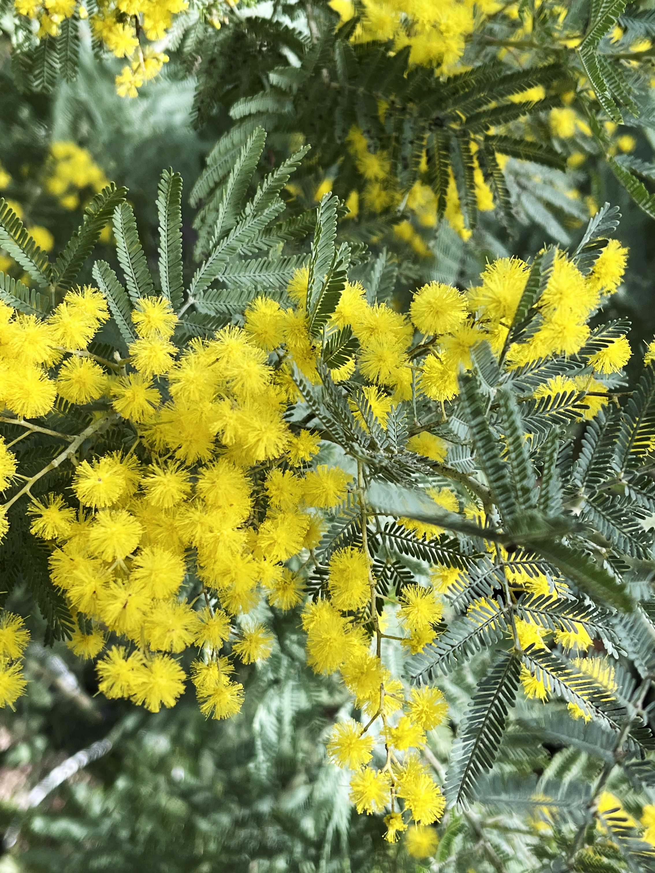 Acacia dealbata 'Rêve d'Or'