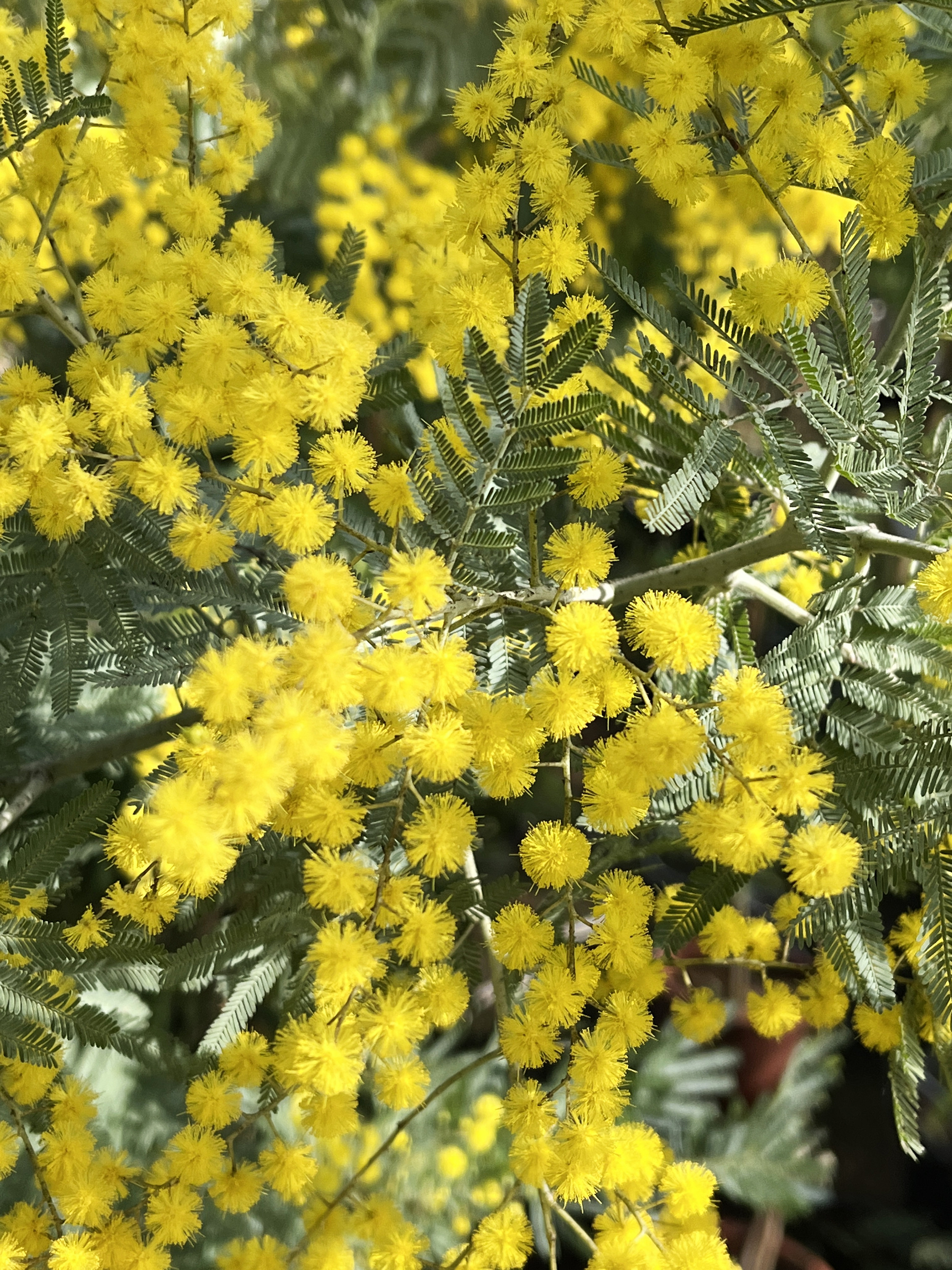 Acacia dealbata 'Rêve d'Or'