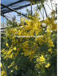 Acacia dealbata 'Rêve d'Or'