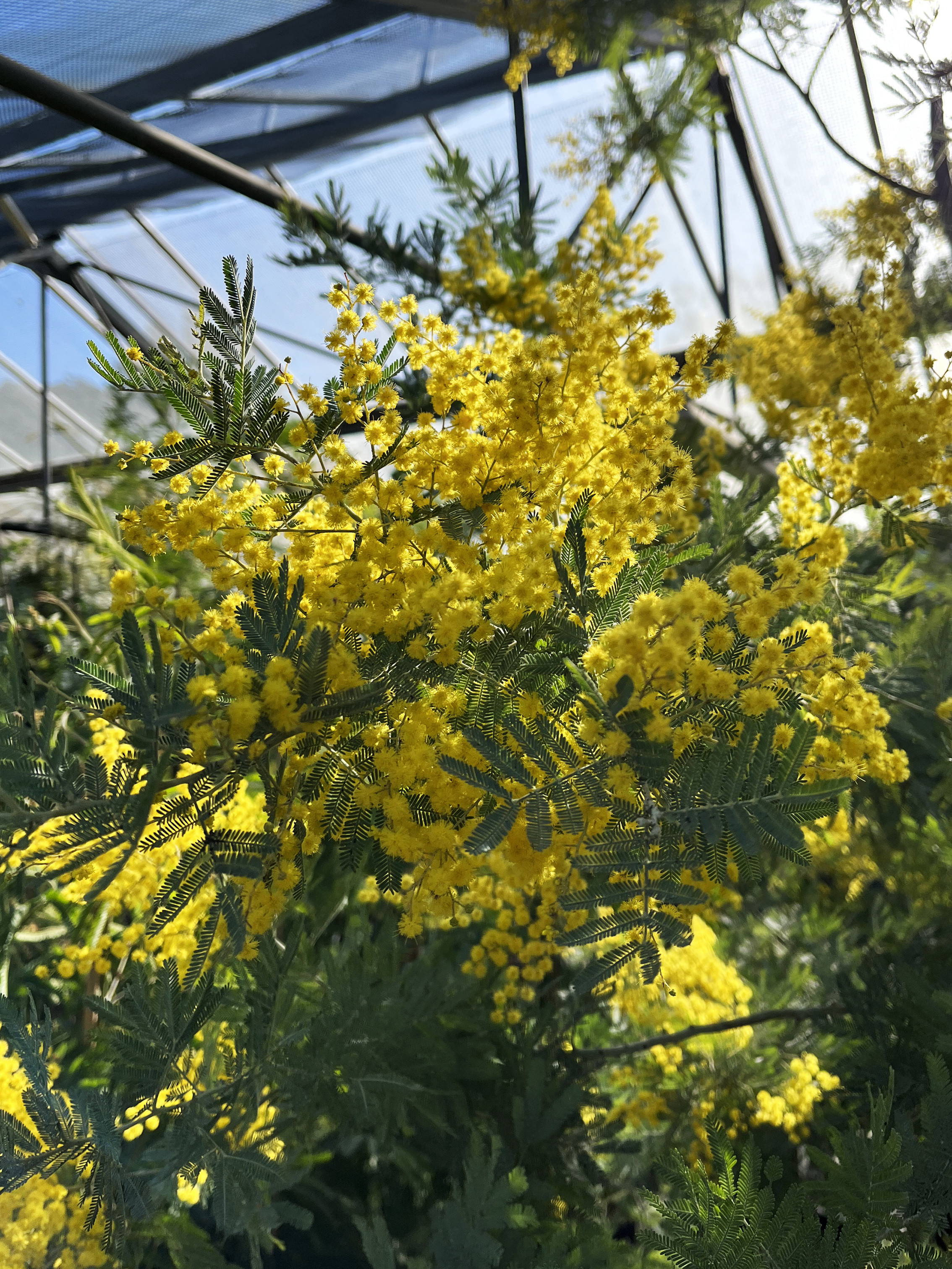 Acacia dealbata 'Rêve d'Or'