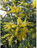 Acacia dealbata 'Rêve d'Or'