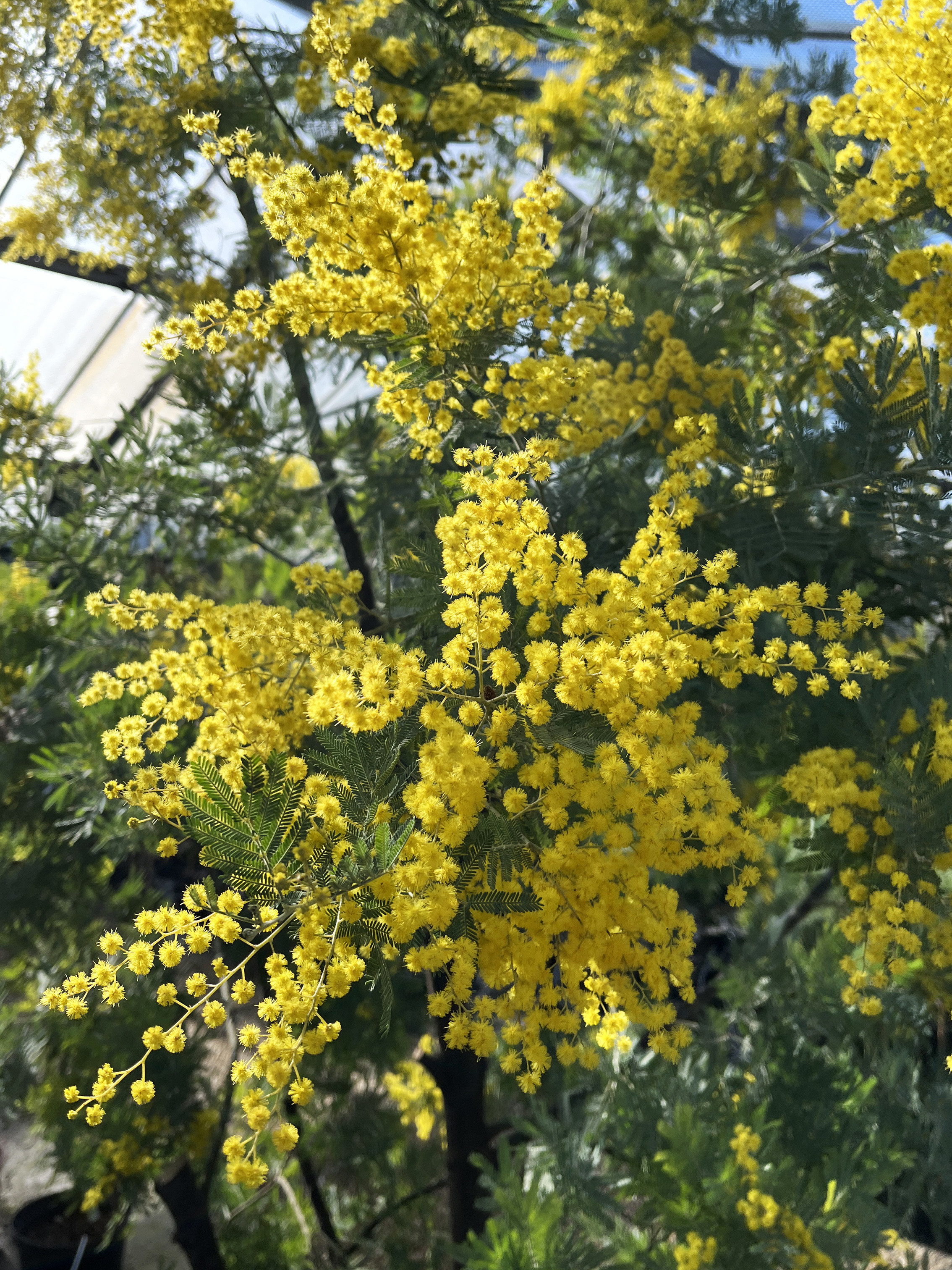 Acacia dealbata 'Rêve d'Or'