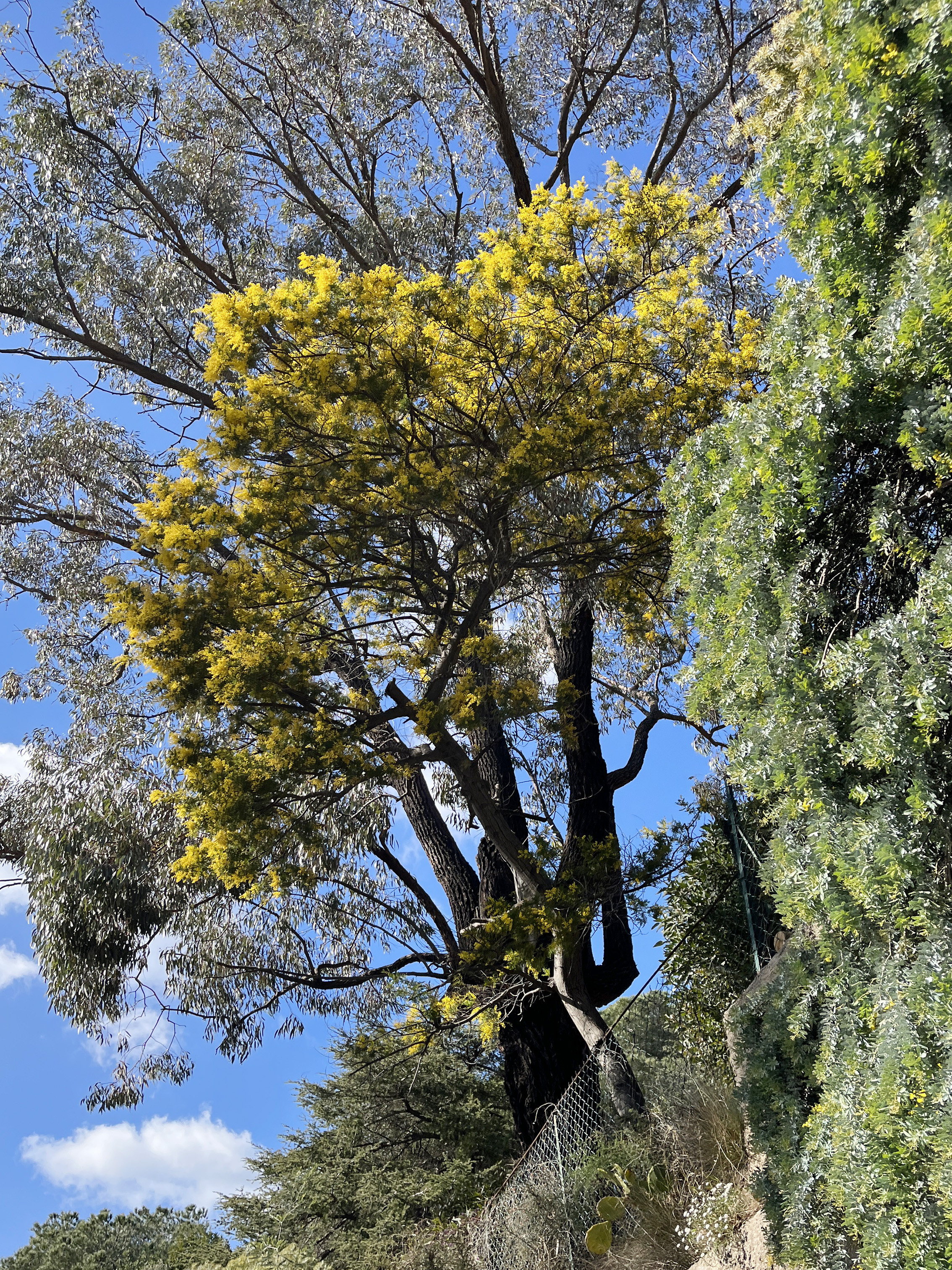 Acacia baileyana 'Maréchal Joffre'