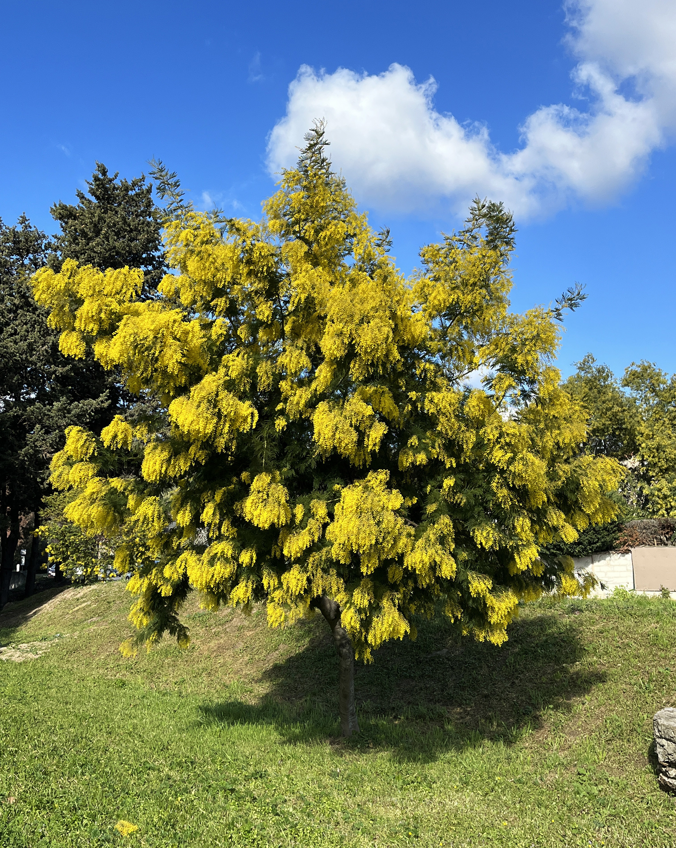 Acacia decurrens 'Rustica'