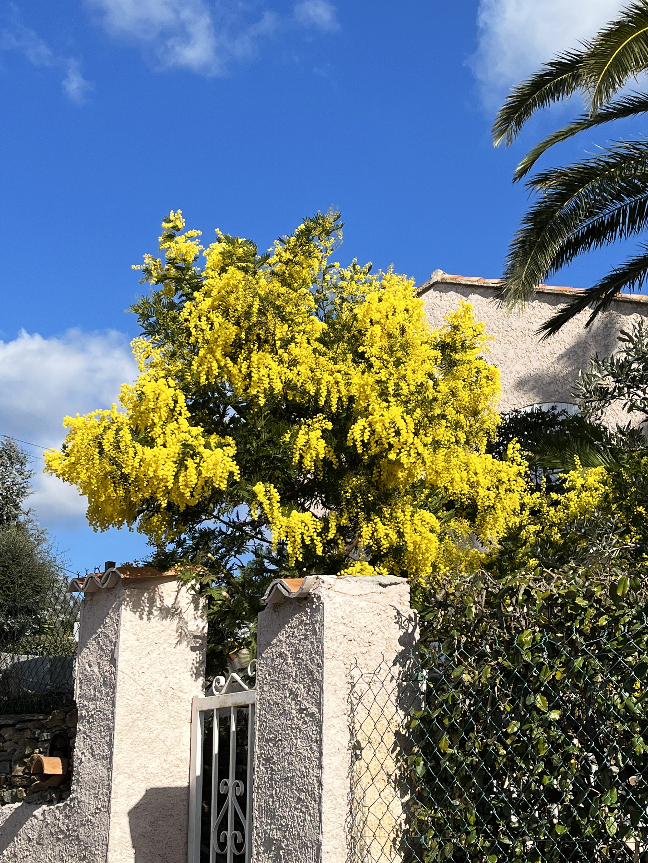 Acacia decurrens 'Latifolia'