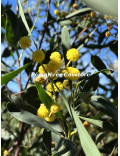Acacia retinodes 'Impérial'