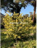 Acacia baileyana var. aurea