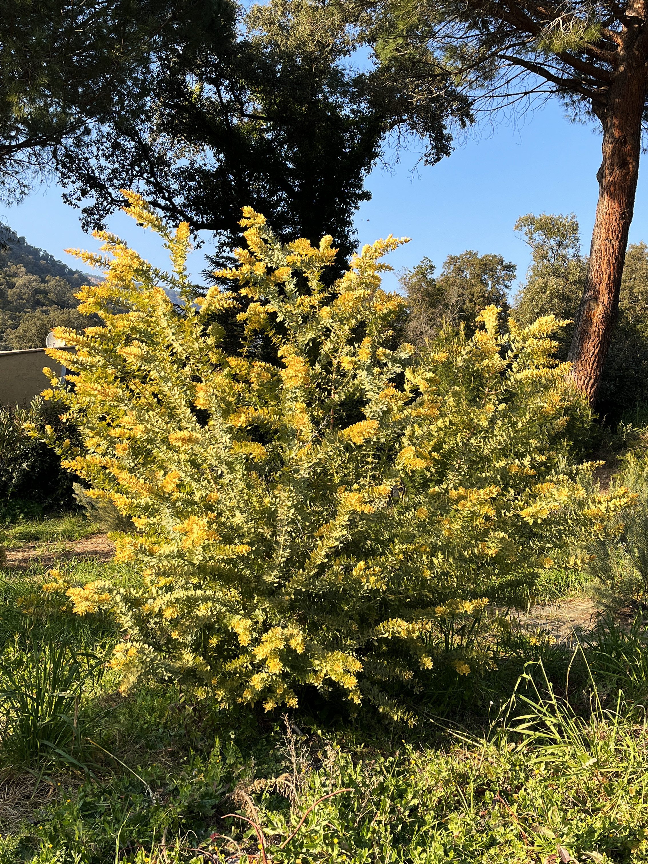 Acacia baileyana var. aurea