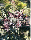 Acacia baileyana var. purpurea