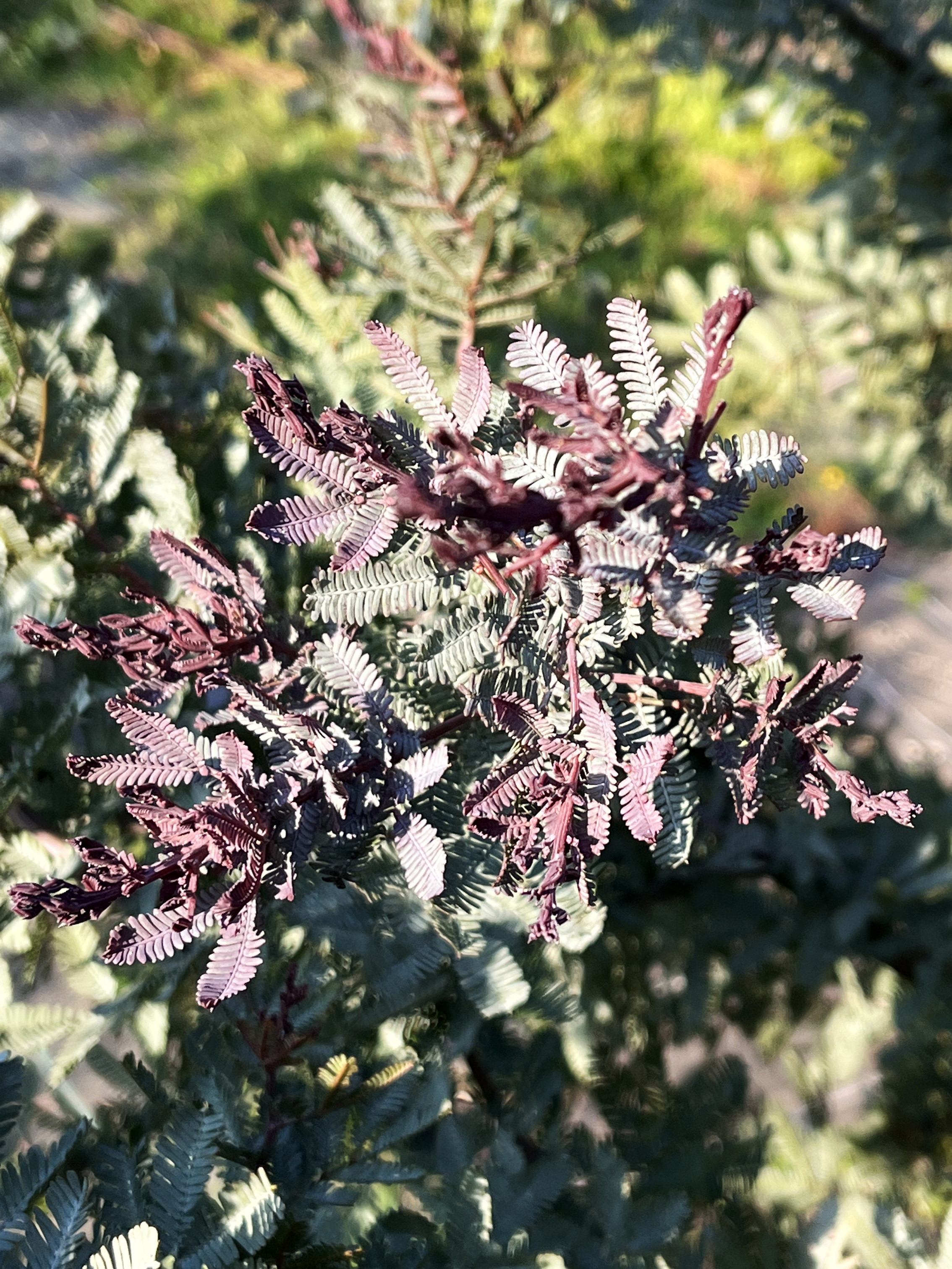 Acacia baileyana var. purpurea