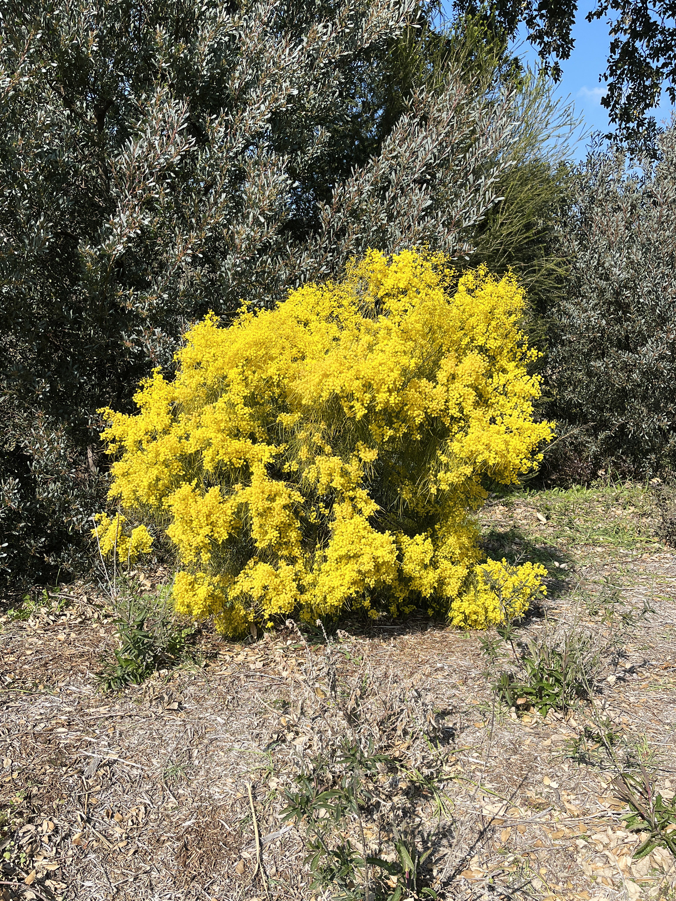 Acacia adunca