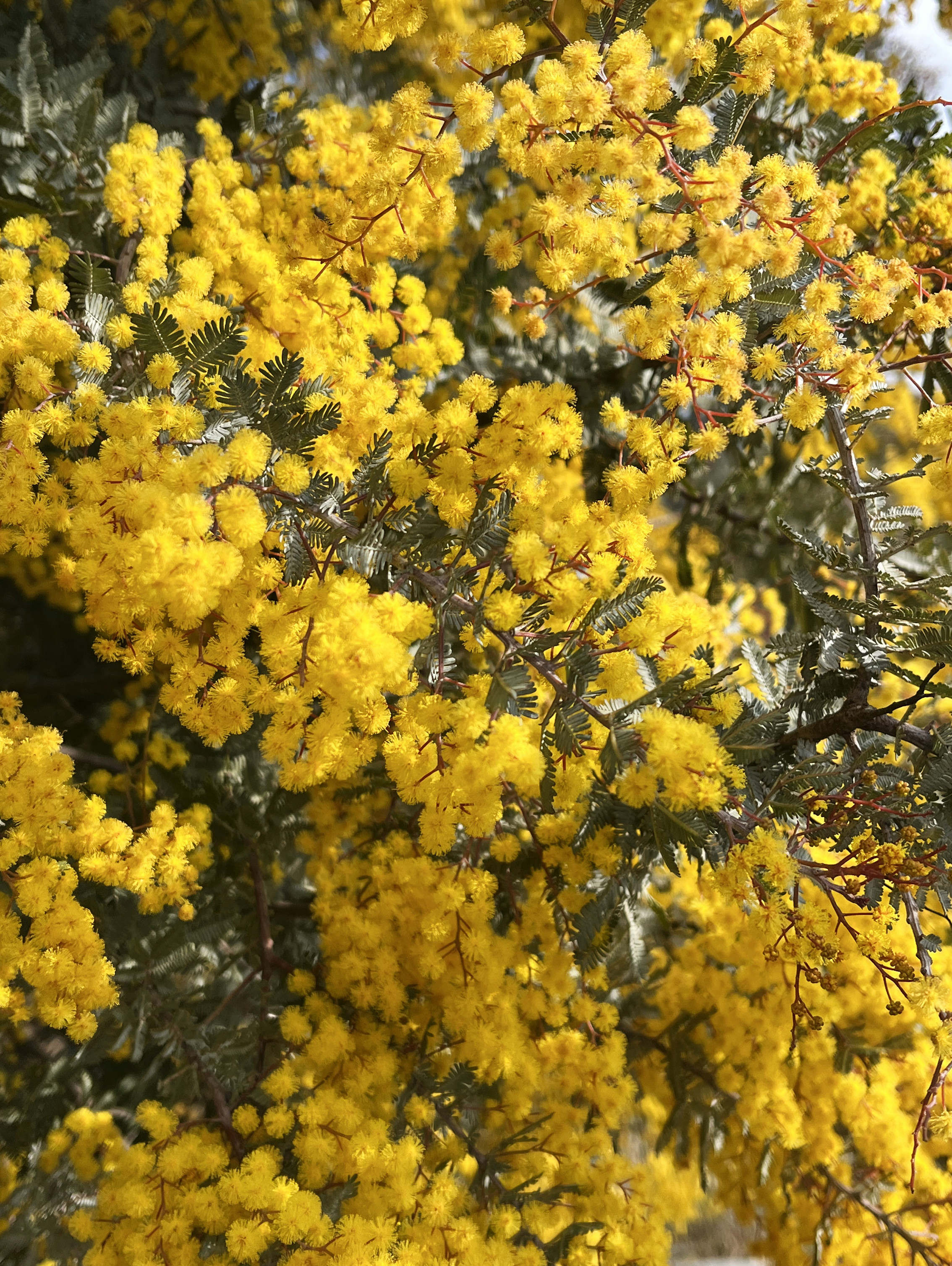 Acacia baileyana var. purpurea