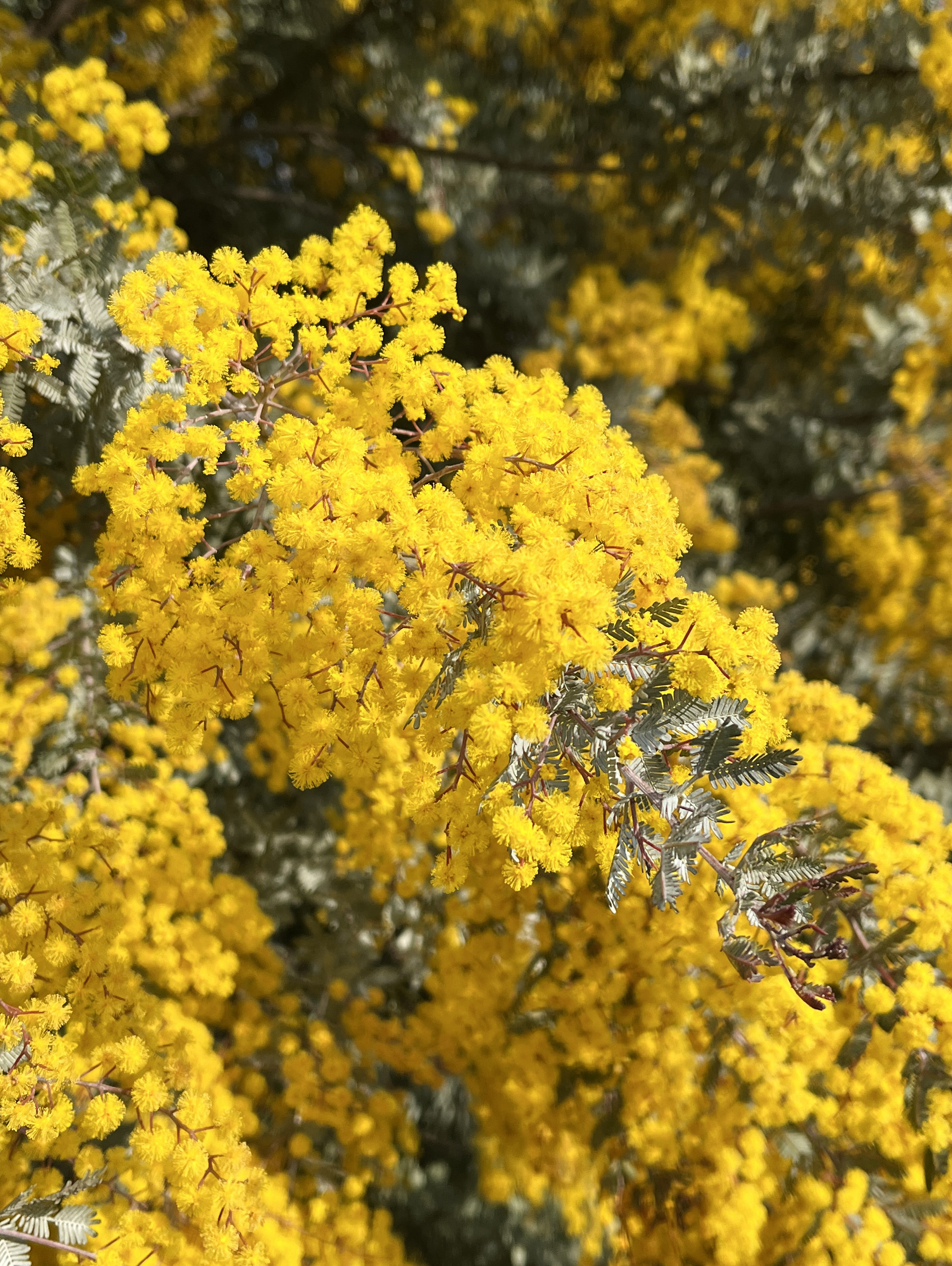 Acacia baileyana var. purpurea