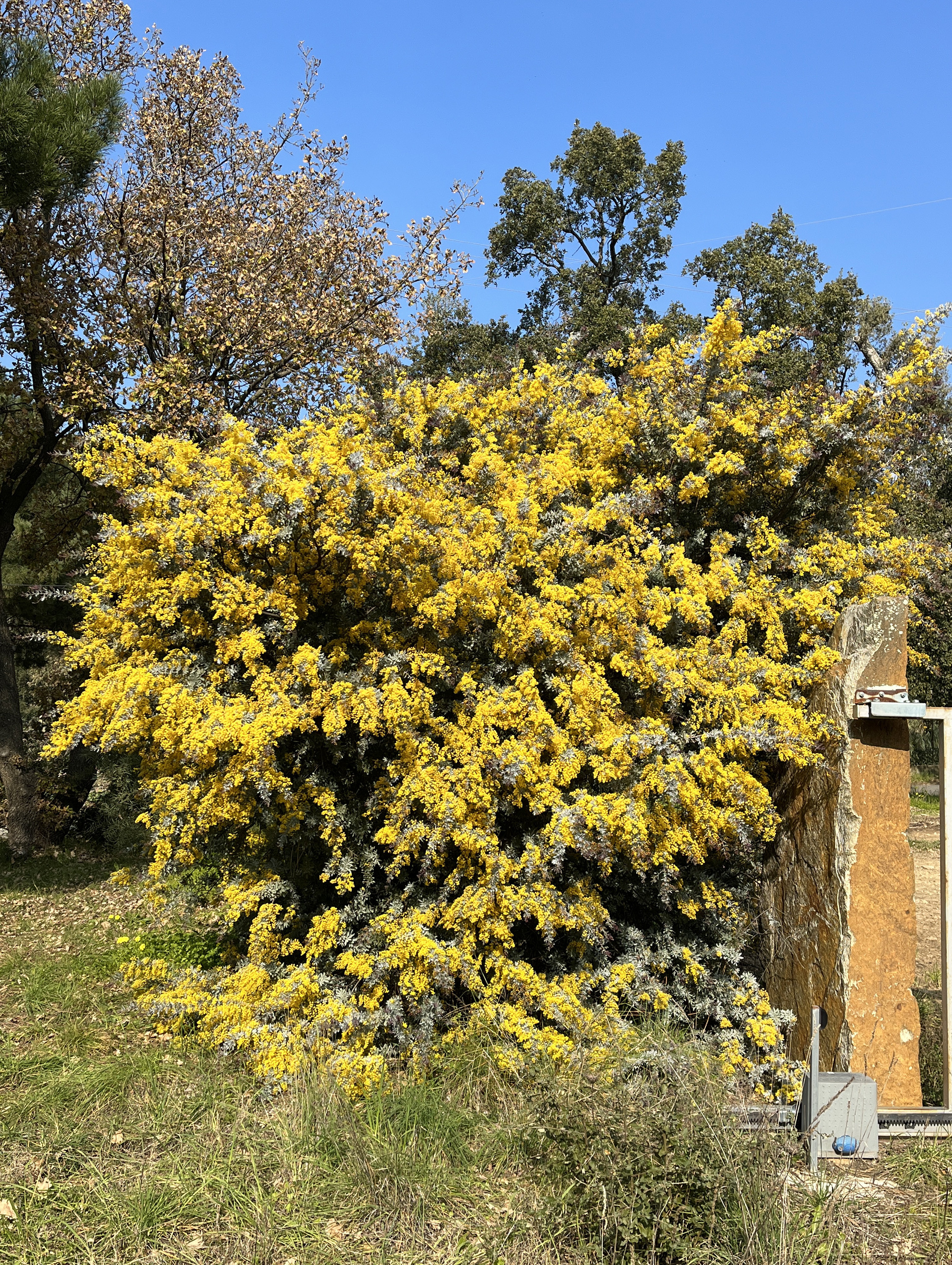 Acacia baileyana var. purpurea