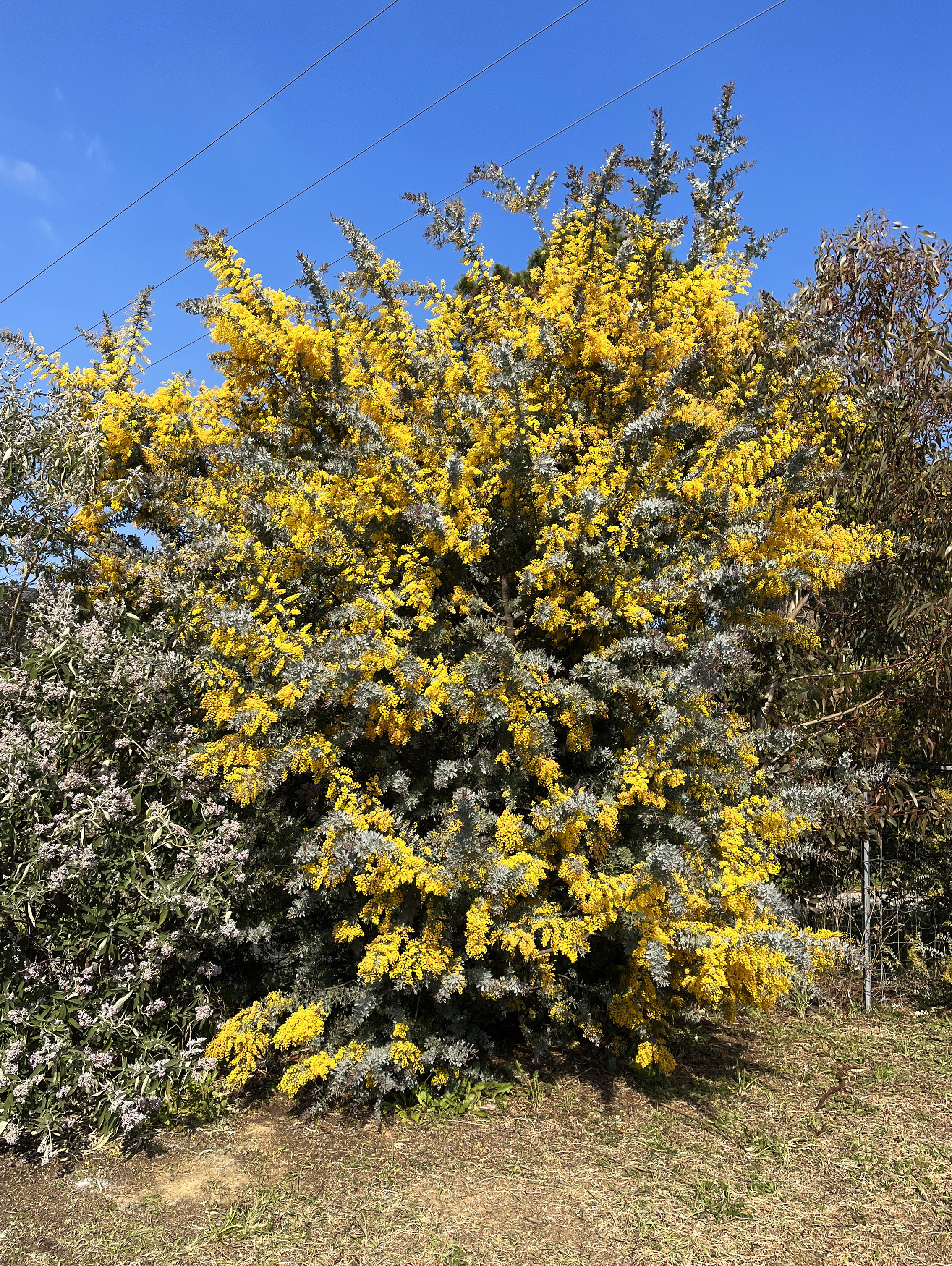 Acacia baileyana var. purpurea