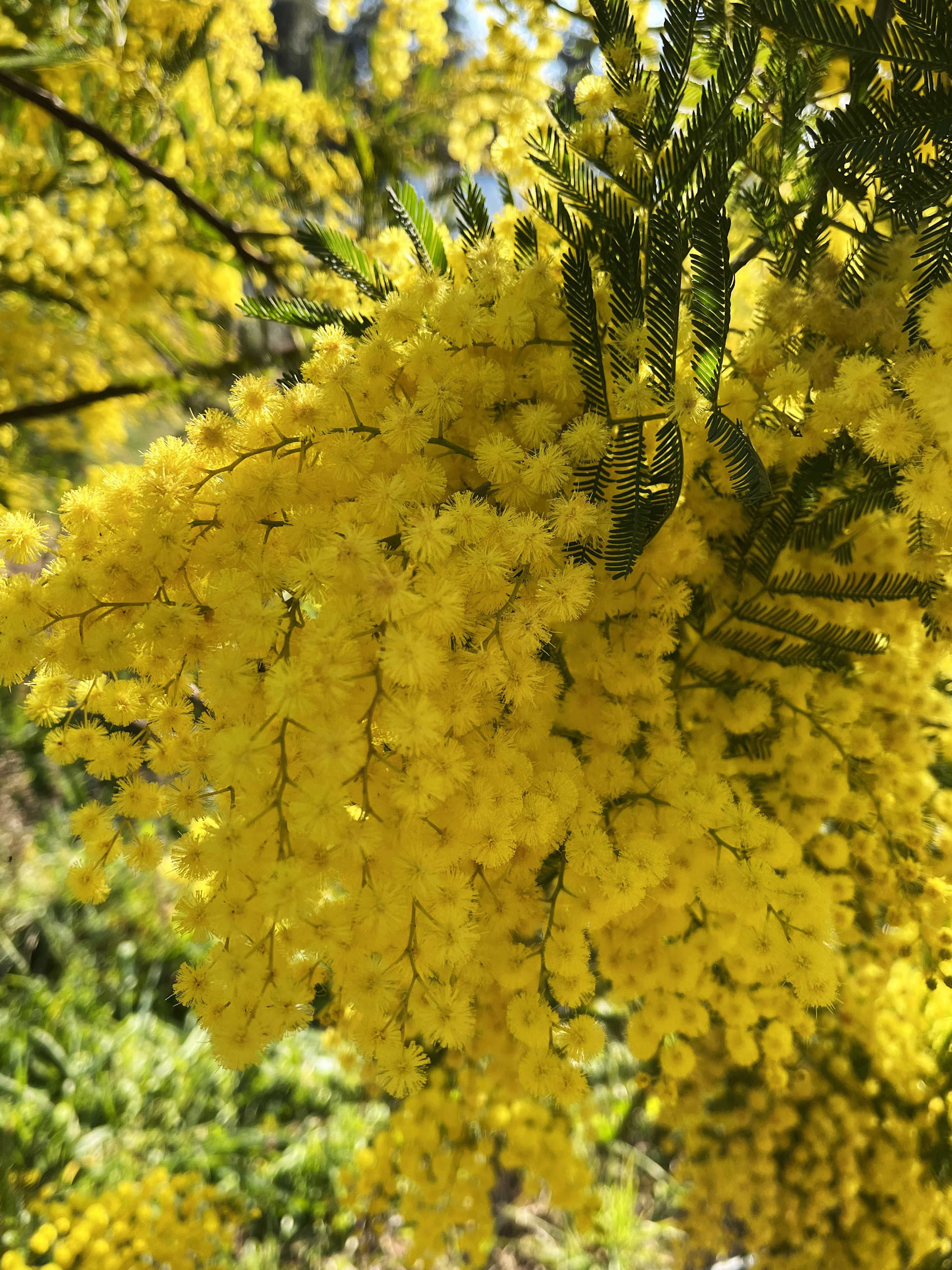 Acacia decurrens 'Bon Accueil'